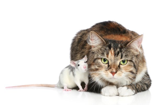 ソックス猫とネズミ