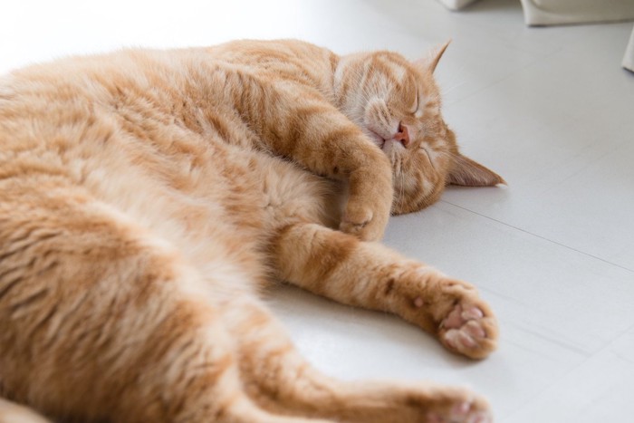 床で寝るチャトラ猫