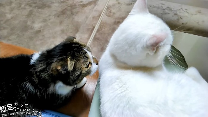 白猫と黒系の猫