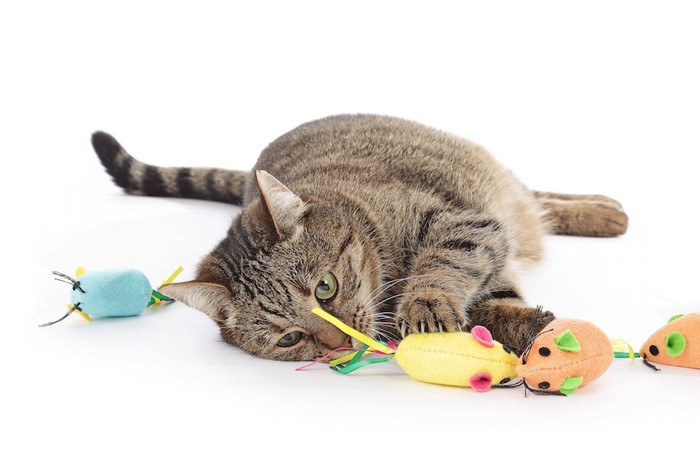 おもちゃで遊んでいる猫