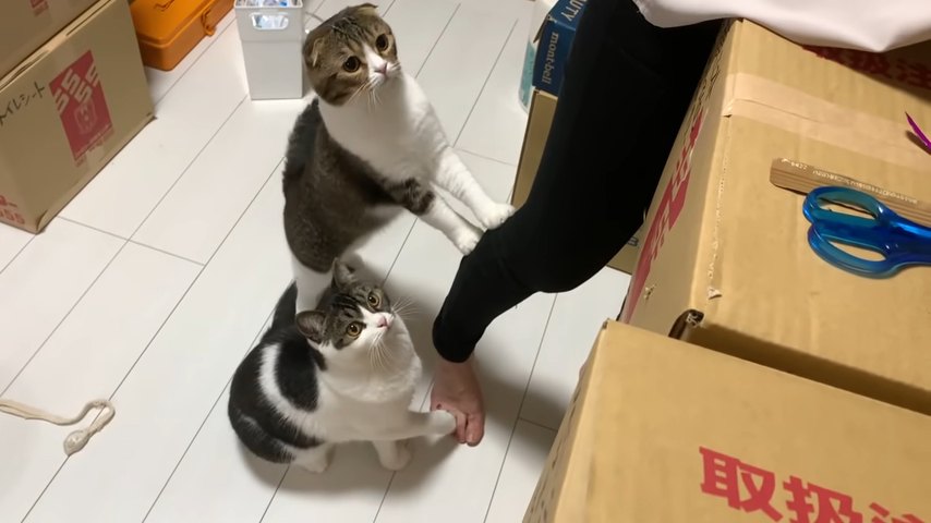 見上げる2匹の猫
