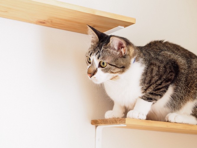 棚の上に登って座る猫