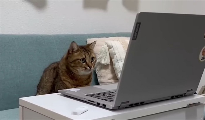 パソコンに向かって真剣な眼差しの猫
