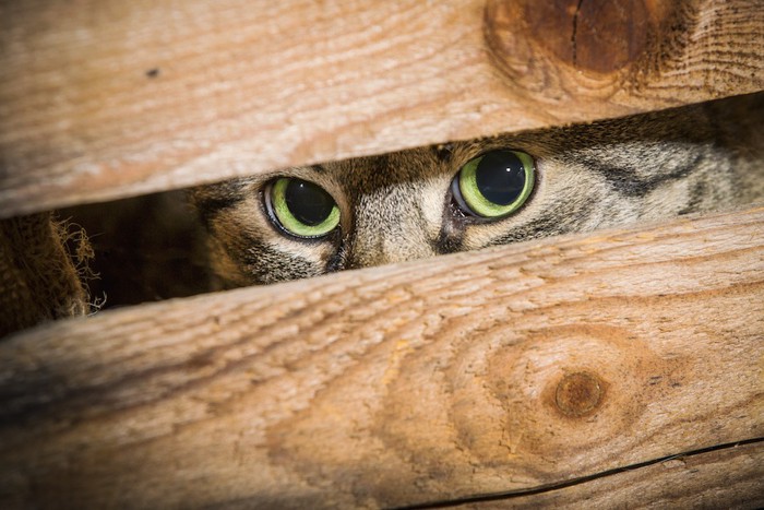 木箱の中に隠れている猫