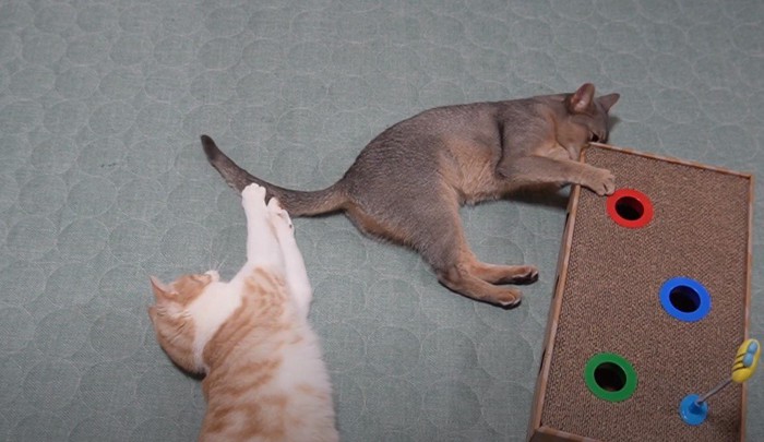 床に寝転ぶ二匹の猫