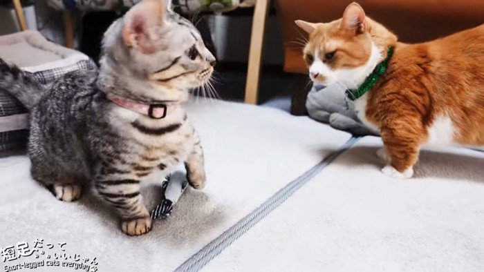 縞模様の猫と茶白猫
