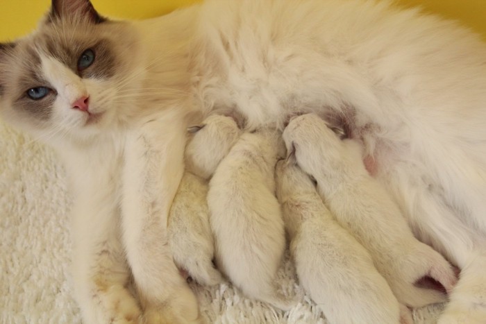 子猫に授乳する猫