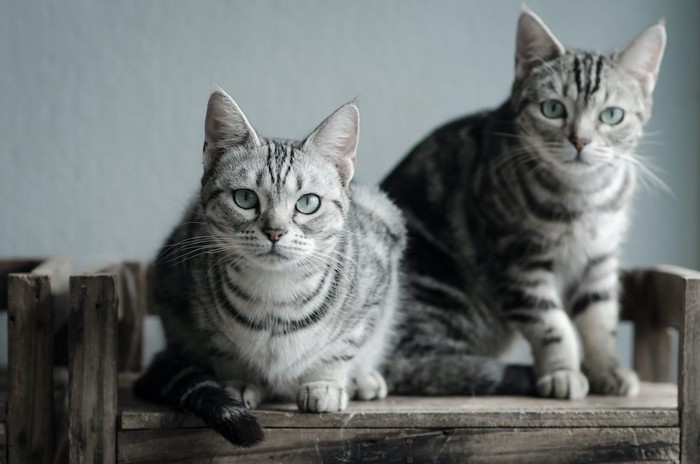 こちらを見つめるそっくりな柄の2匹の猫