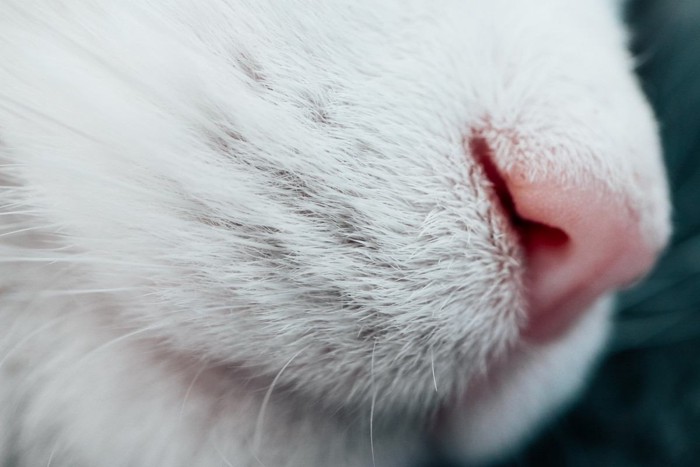猫の鼻と口