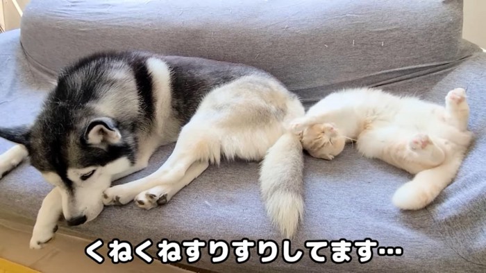 一緒に寝る犬と猫