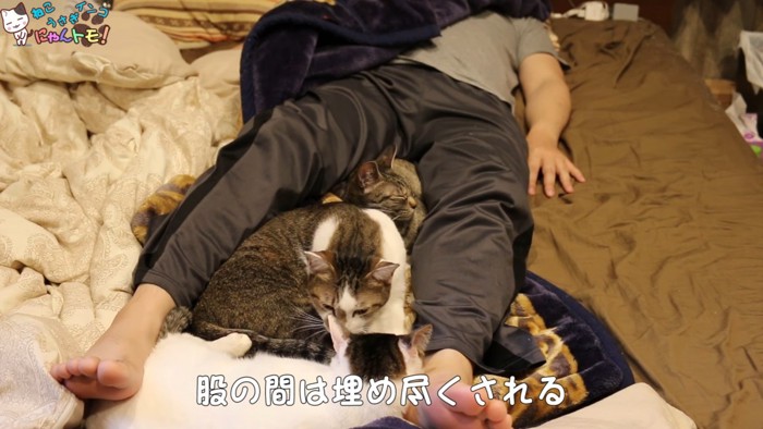 飼い主さんの股の間で寝る猫たち