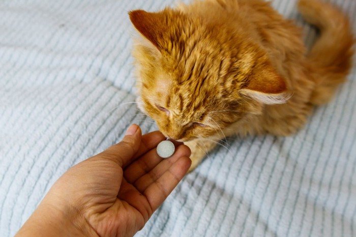 薬を与えられる猫