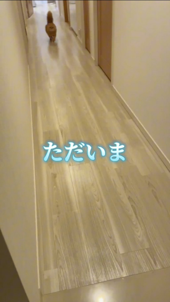 廊下を走る猫