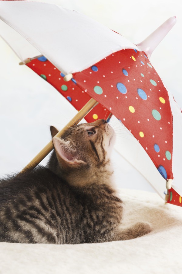傘をさす猫