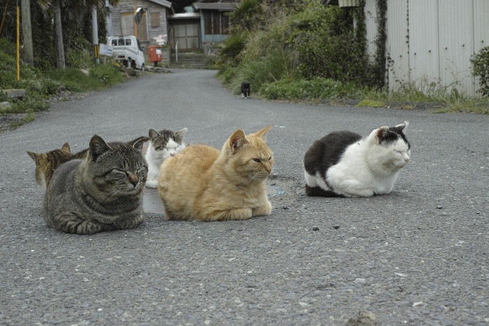 田代島の猫たち