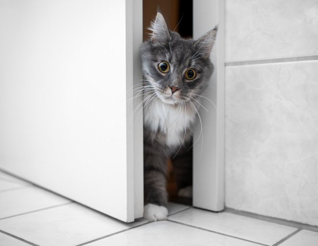 ドアの隙間から入る猫