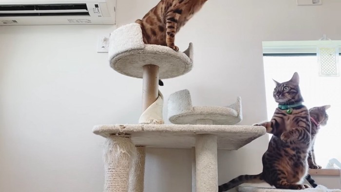 キャットタワーにいる2匹の猫