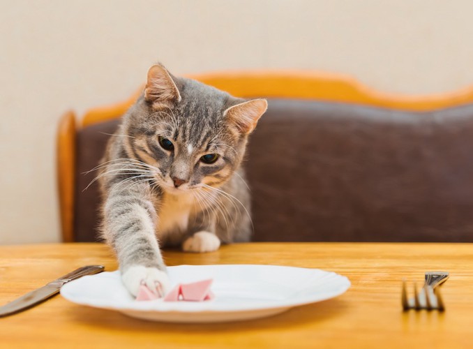 ご飯に手を伸ばす猫