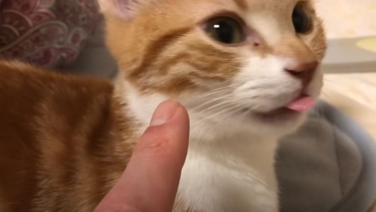飼い主の指と舌をペロリとしている子猫
