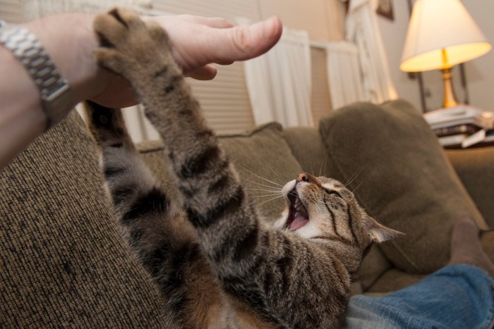手を攻撃する猫