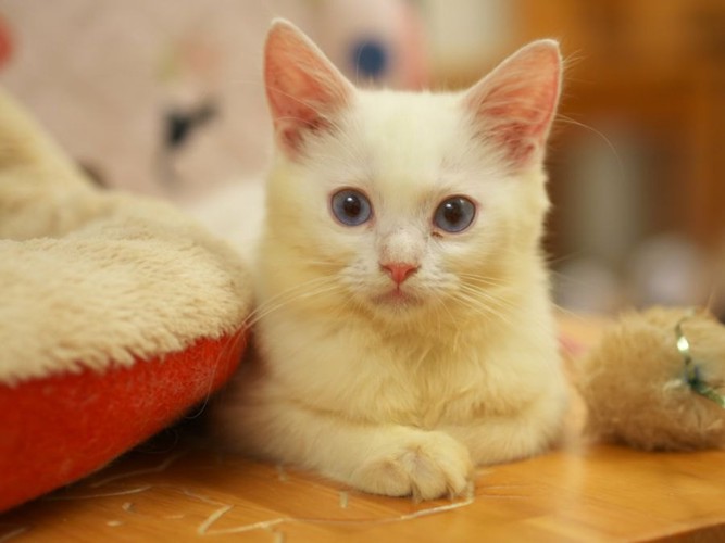 猫カフェ：青い目の白子猫