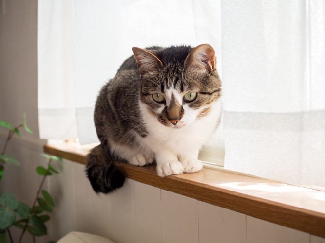 窓辺に座る猫