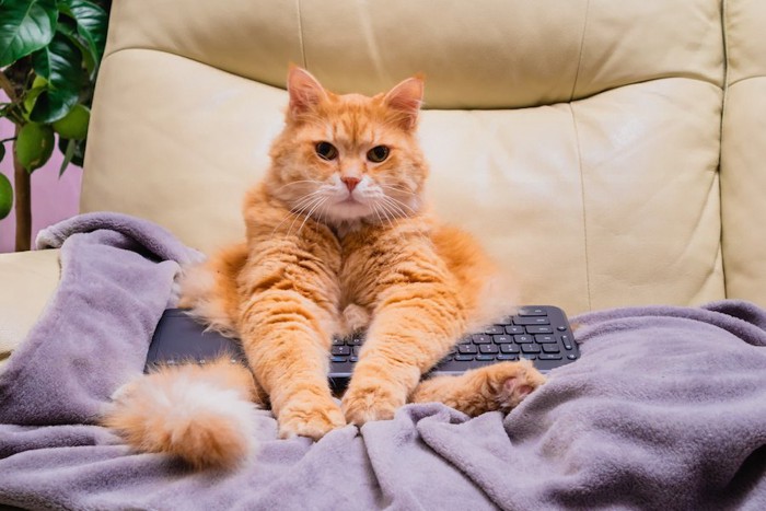 リモコンを抱えてソファーに座る猫