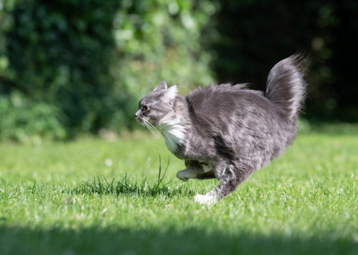 美しく走る猫