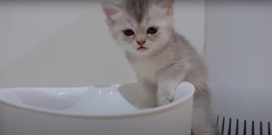 給水器の上の子猫