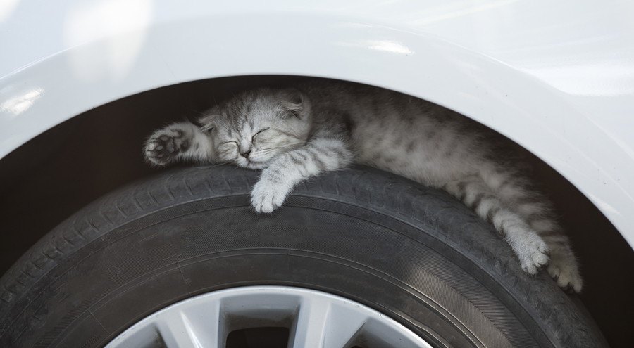 タイヤの上に寝る猫