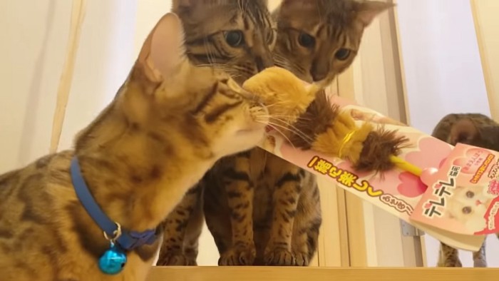 おもちゃに近づく猫