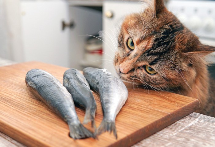 魚に顔を近づける猫