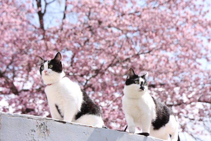 満開の桜の木の下にいる二匹の猫