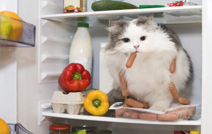 冷蔵庫と猫