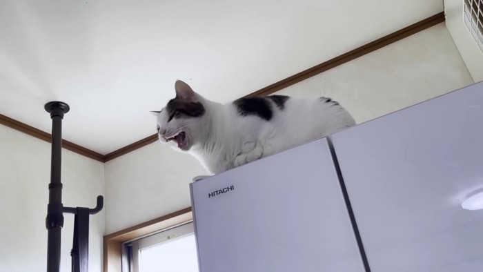 冷蔵庫の上で鳴く猫