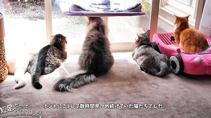 外を見る5匹の猫たち