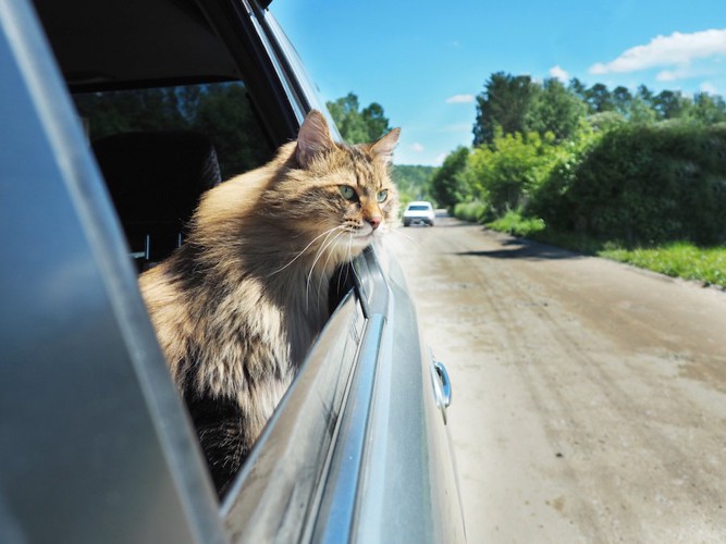 車の窓から身を乗り出す猫
