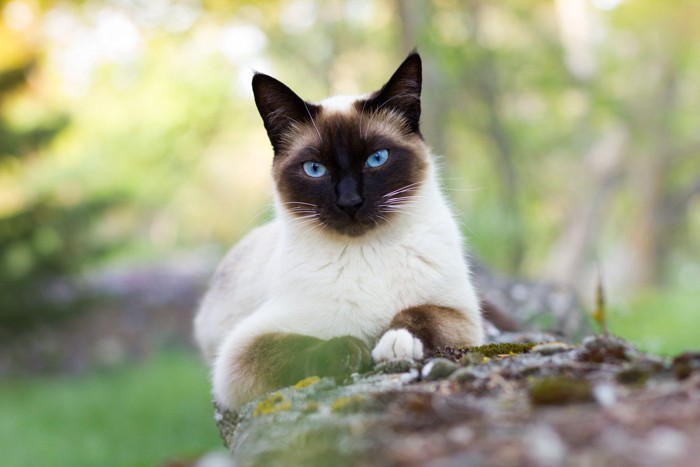 サファイアブルーの目をしたシャム猫