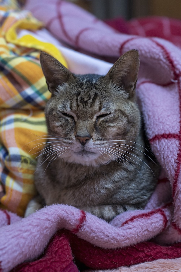 毛布の上で寝る老猫