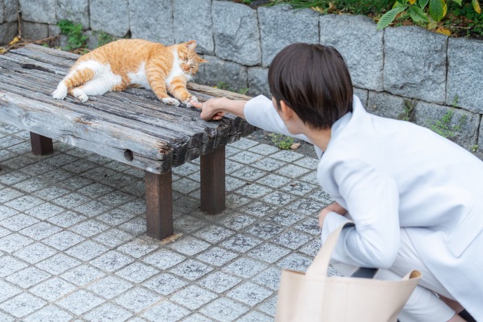 茶トラ猫と遊ぶ通行人