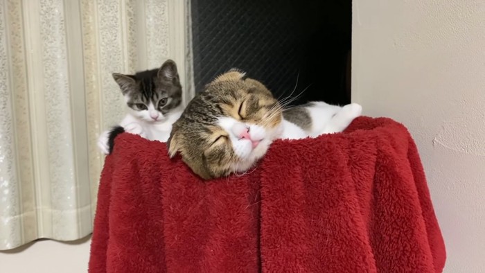 寝ている成猫と隣にいる子猫