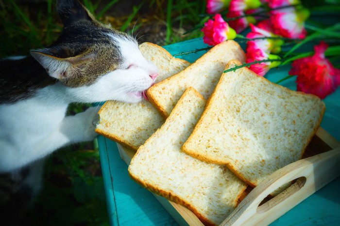 食パンを食べようとする猫