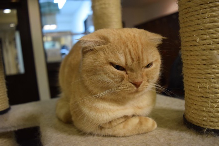 キャットタワーで不機嫌そうな表情をする猫