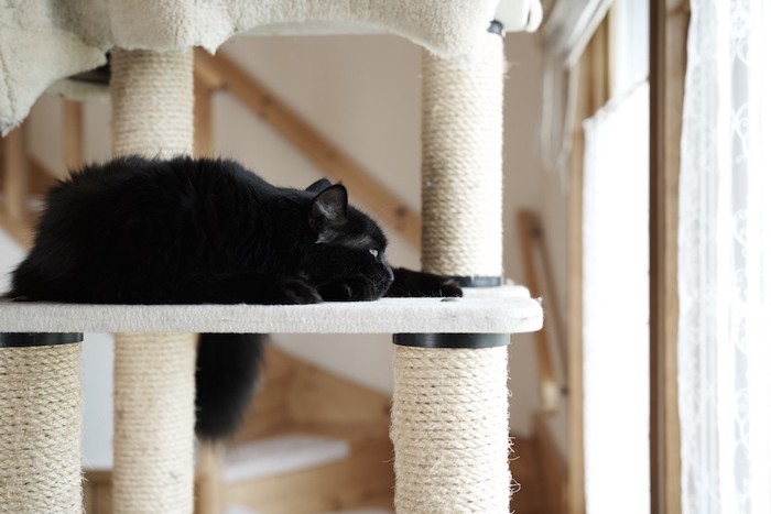 キャットタワーの上で眠る黒猫