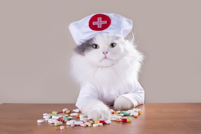 看護士さんの帽子かぶり薬を触っている猫