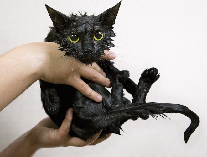 ずぶ濡れの黒猫を持つ人の手