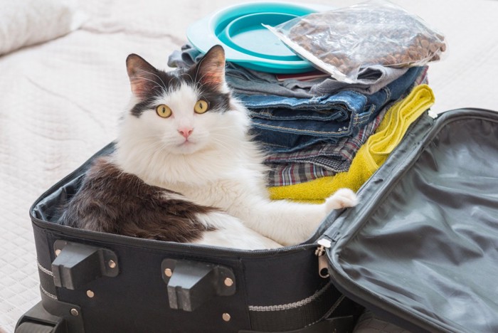 旅行鞄の中のハチワレ猫