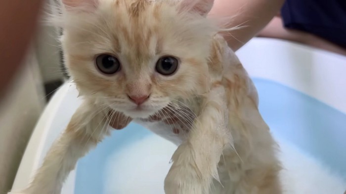 入浴中の子猫