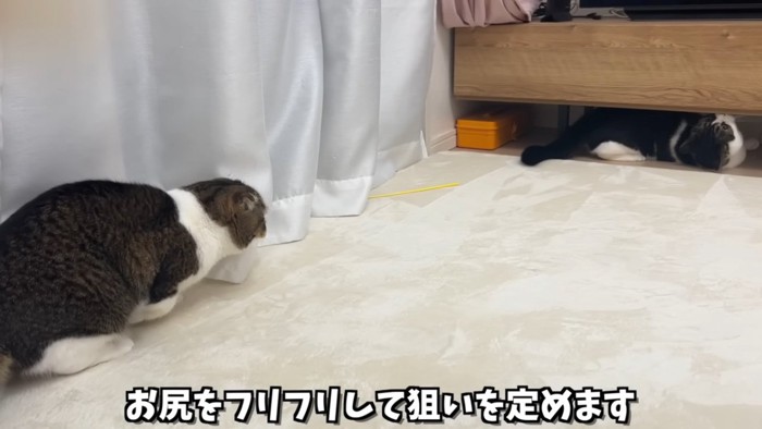家具の下にいる猫を狙う猫
