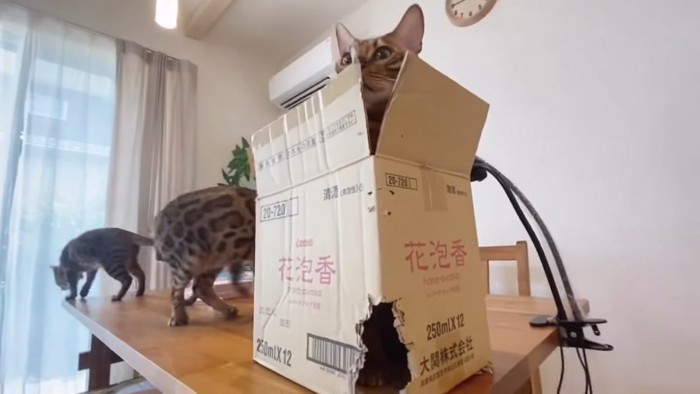 箱の中から顔を出す猫